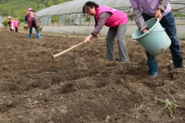 土传病害的出现原因，主要是连作、施肥不当、线虫侵害引起