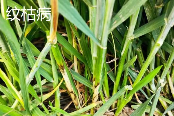 土传病害的出现原因，主要是连作、施肥不当、线虫侵害引起