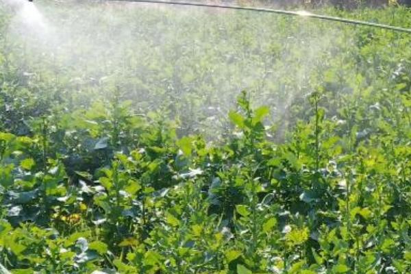 大豆苗后除草剂的种类，常用高效盖草能、烯禾啶等药物