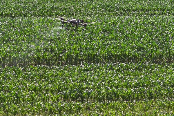大豆苗后除草剂的种类，常用高效盖草能、烯禾啶等药物