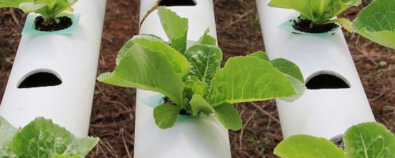 无土栽培怎么配制营养液，用硝酸钾、硝酸钙、硼酸等材料配制