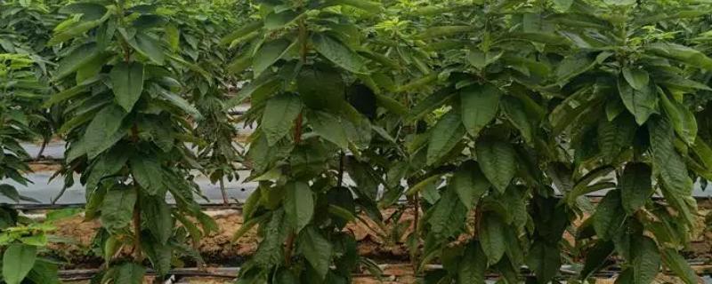 樱桃树苗几月份种植，最好在秋季10-11月份种植