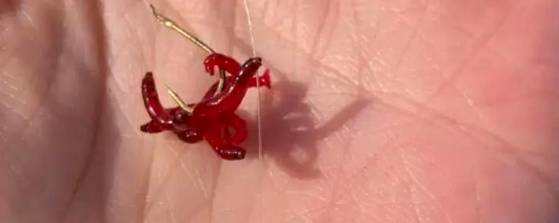钓鱼红虫饵料效果好不好，总体看效果不错