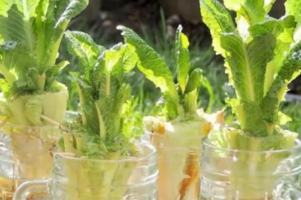 无土栽培怎么配制营养液，用硝酸钾、硝酸钙、硼酸等材料配制