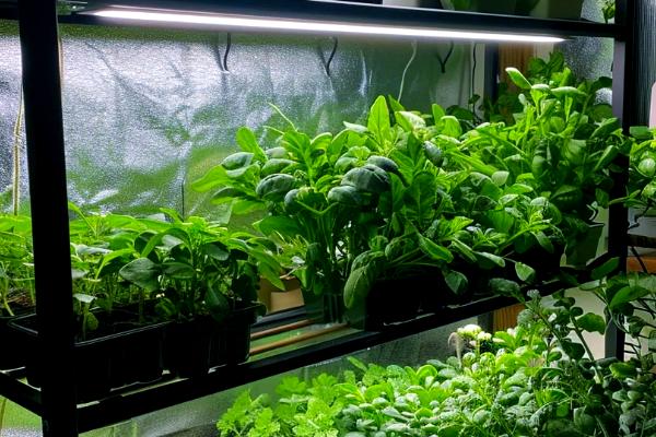 无土栽培怎么配制营养液，用硝酸钾、硝酸钙、硼酸等材料配制