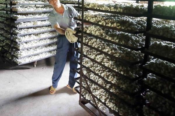 养蚕有什么技巧，根据桑叶产量去确定养殖数量