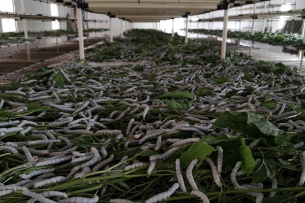 养蚕有什么技巧，根据桑叶产量去确定养殖数量