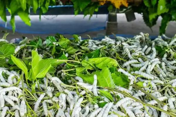 养蚕有什么技巧，根据桑叶产量去确定养殖数量