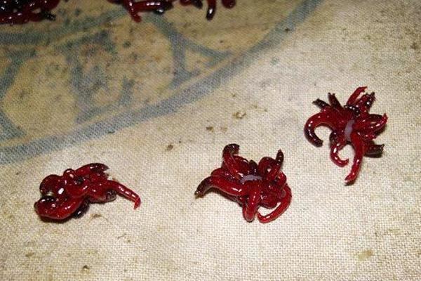 钓鱼红虫饵料效果好不好，总体看效果不错