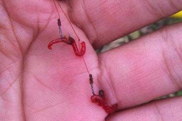 钓鱼红虫饵料效果好不好，总体看效果不错