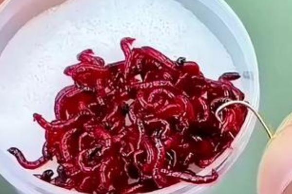 钓鱼红虫饵料效果好不好，总体看效果不错