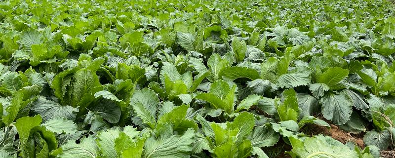 北方什么时候种植大白菜，8月份左右的气温适合白菜生长