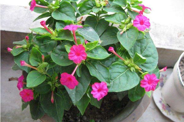 紫茉莉能种在花盆里吗，可以种在花盆里