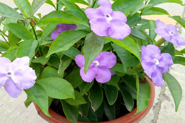 紫茉莉能种在花盆里吗，可以种在花盆里