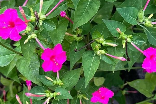 紫茉莉能种在花盆里吗，可以种在花盆里