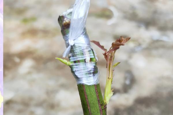月季大游的品种介绍，其花色为粉色
