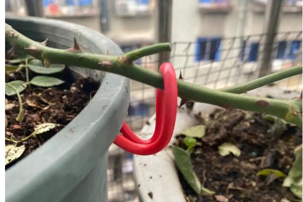 月季大游的品种介绍，其花色为粉色