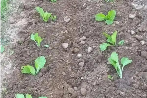 北方什么时候种植大白菜，8月份左右的气温适合白菜生长