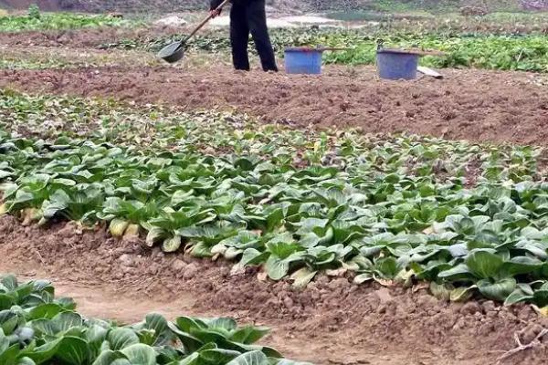 北方什么时候种植大白菜，8月份左右的气温适合白菜生长