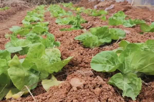 北方什么时候种植大白菜，8月份左右的气温适合白菜生长