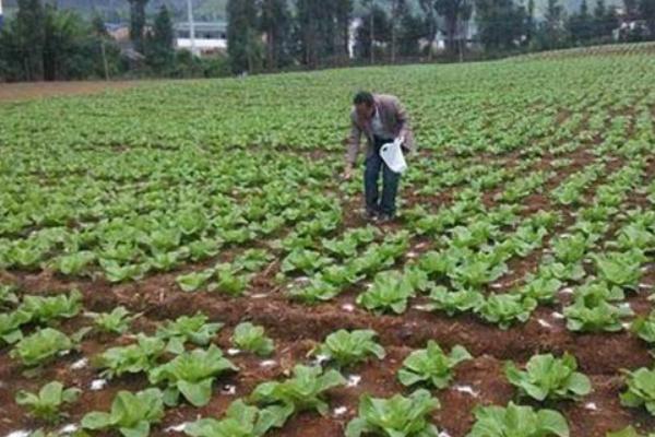 北方什么时候种植大白菜，8月份左右的气温适合白菜生长
