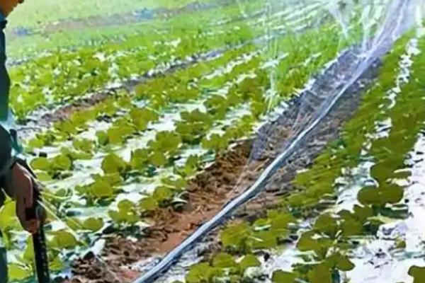 北方什么时候种植大白菜，8月份左右的气温适合白菜生长