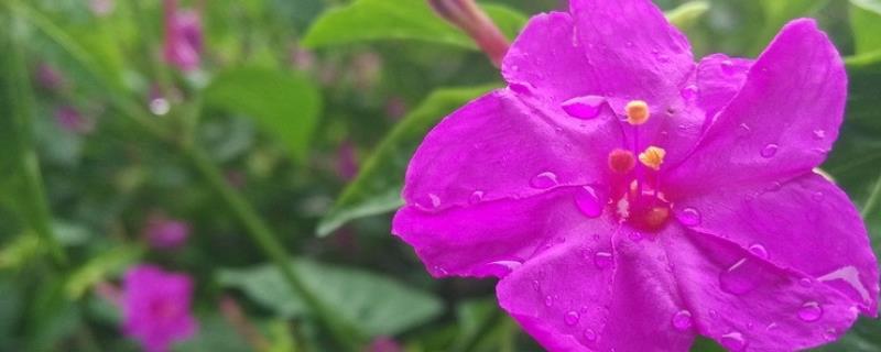 紫茉莉能种在花盆里吗，可以种在花盆里