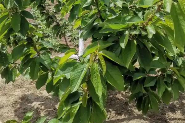 如何种植车厘子树苗，用温水浸泡数小时让它吸水后再栽种