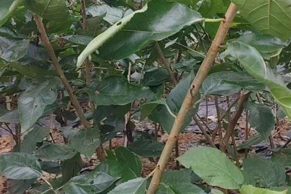 如何种植车厘子树苗，用温水浸泡数小时让它吸水后再栽种
