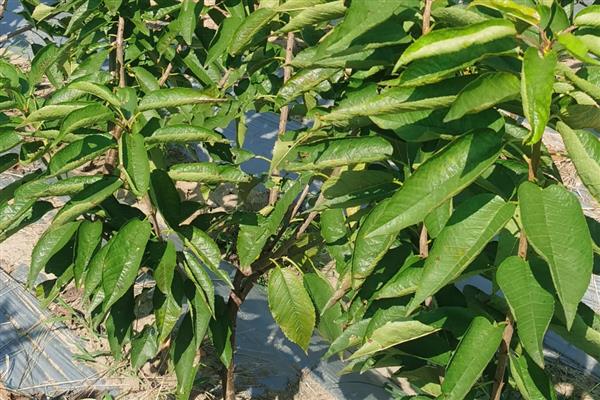 如何种植车厘子树苗，用温水浸泡数小时让它吸水后再栽种