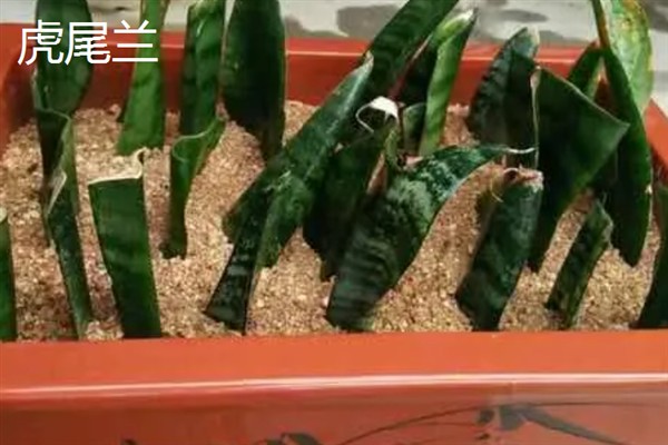 哪些植物能够扦插，常见虎尾兰、绿萝等品种