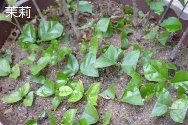 哪些植物能够扦插，常见虎尾兰、绿萝等品种