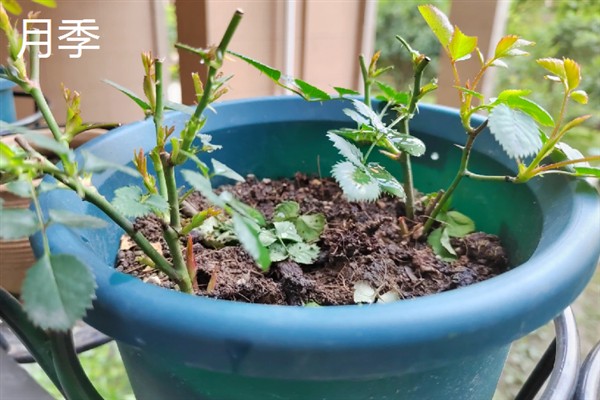 哪些植物能够扦插，常见虎尾兰、绿萝等品种