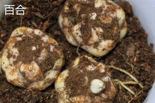 哪些植物能够扦插，常见虎尾兰、绿萝等品种