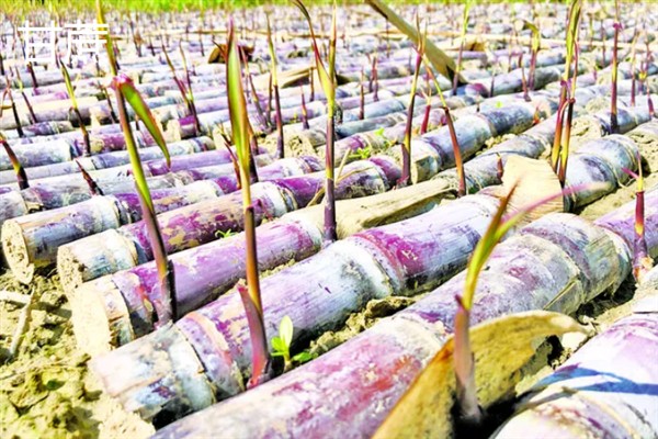 哪些植物能够扦插，常见虎尾兰、绿萝等品种