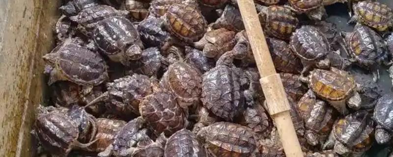 饲养乌龟要注意什么，按照体型分池饲养可避免它们互相残杀