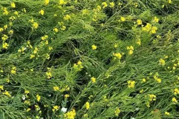 油菜倒伏应对措施，苗期出现倒伏需及时进行间苗