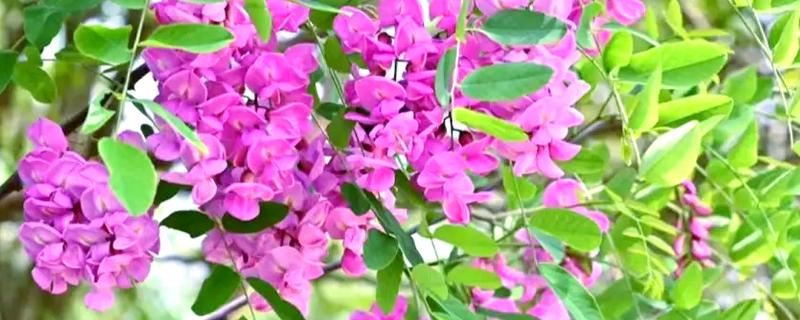 香花槐叶子发黄的原因，可能是施肥不当所致