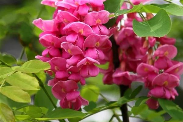 香花槐叶子发黄的原因，可能是施肥不当所致