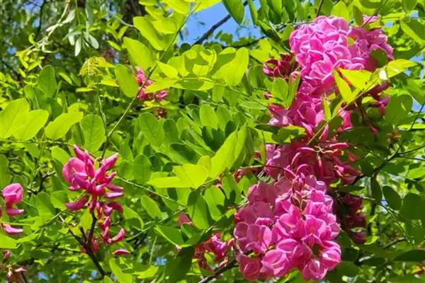 香花槐叶子发黄的原因，可能是施肥不当所致