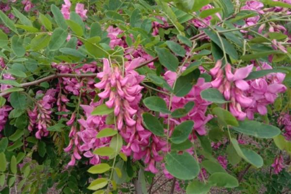 香花槐叶子发黄的原因，可能是施肥不当所致