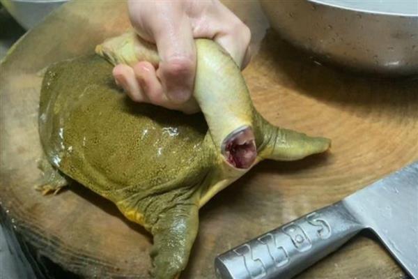 甲鱼怎么杀，一般采用下面3种方式