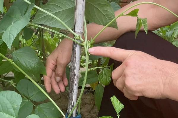 豆角高产方法，将氮肥与磷钾肥混用可提供均衡的养分