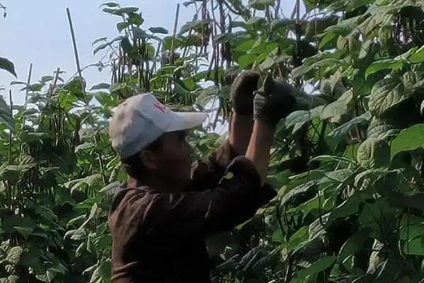 豆角高产方法，将氮肥与磷钾肥混用可提供均衡的养分