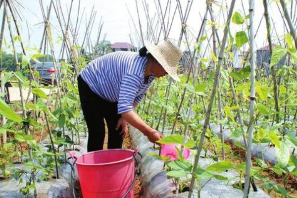 豆角高产方法，将氮肥与磷钾肥混用可提供均衡的养分
