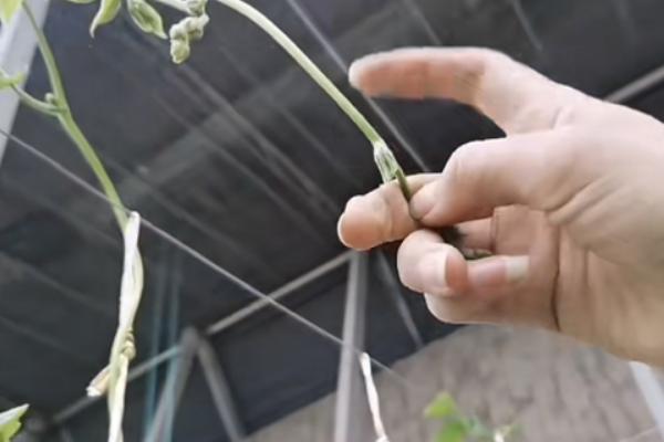 豆角高产方法，将氮肥与磷钾肥混用可提供均衡的养分