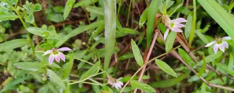 哪些植物可在秋季种植，三色堇、金鱼草、矮牵牛等品种可供选择