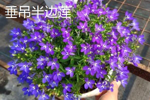 哪些植物可在秋季种植，三色堇、金鱼草、矮牵牛等品种可供选择