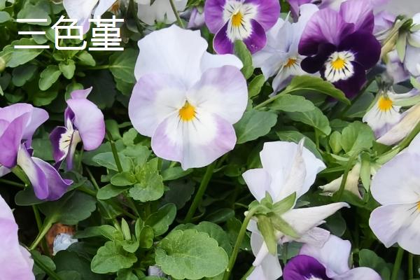 哪些植物可在秋季种植，三色堇、金鱼草、矮牵牛等品种可供选择