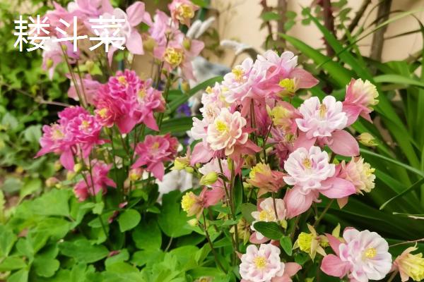 哪些植物可在秋季种植，三色堇、金鱼草、矮牵牛等品种可供选择